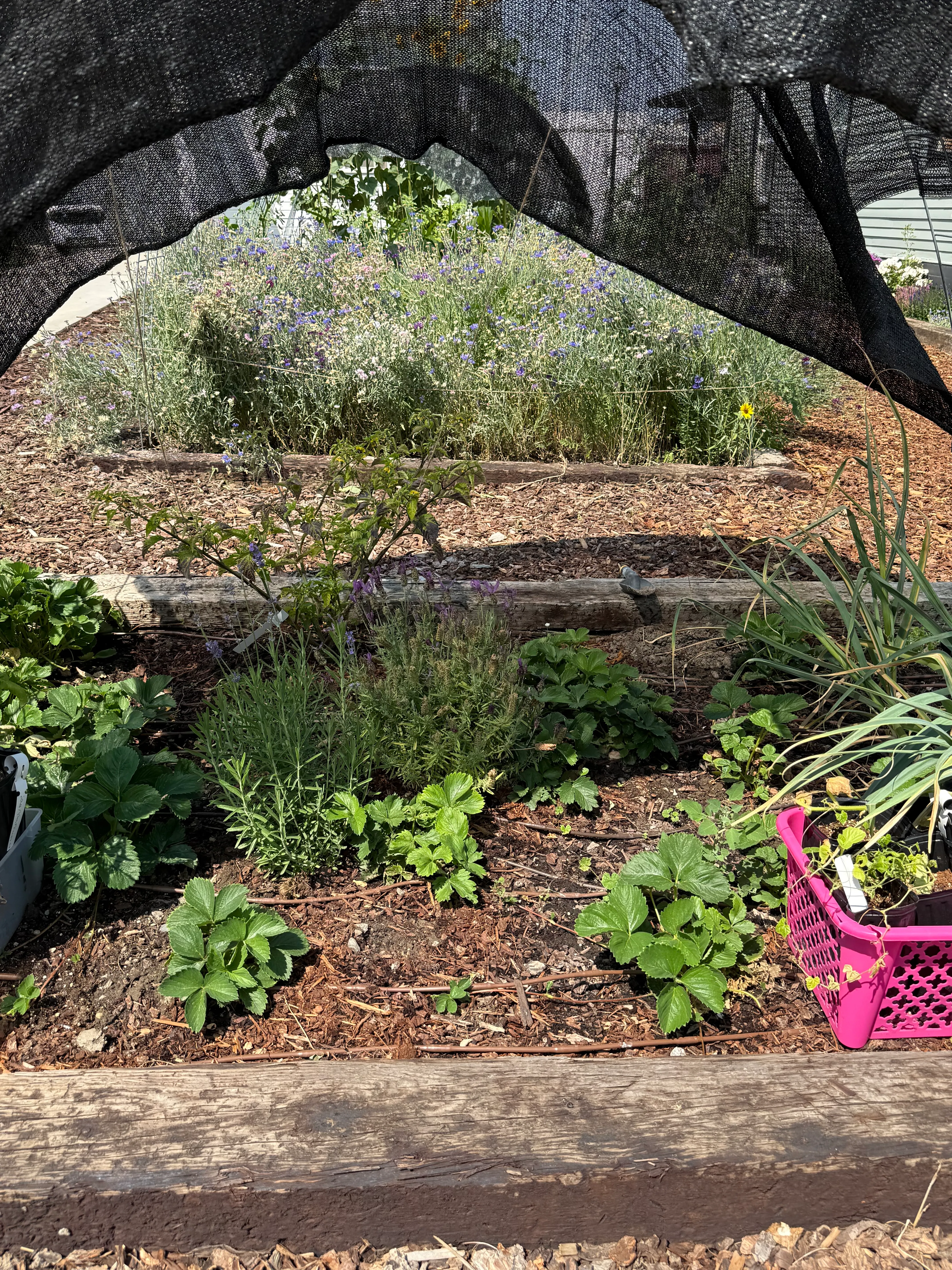 Back Patio / Park Edge, Summer